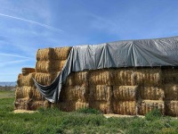 25-Tons Alfalfa/Grass Hay - Wapato