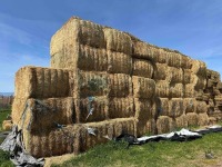 21-Tons Oat Hay - Wapato