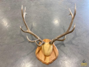 Wall Mounting Antlers