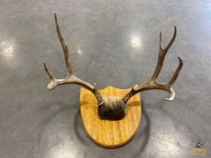 Wall Mounting Antlers