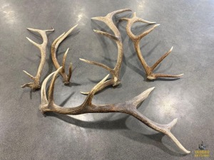 Assorted Antlers