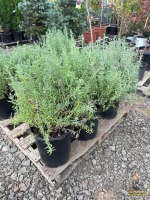 Topped Lavender Plants