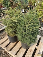 (4) Black Hills Spruces