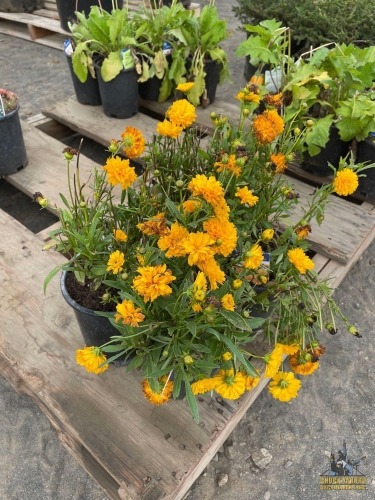 (4) Coreopsis Plants