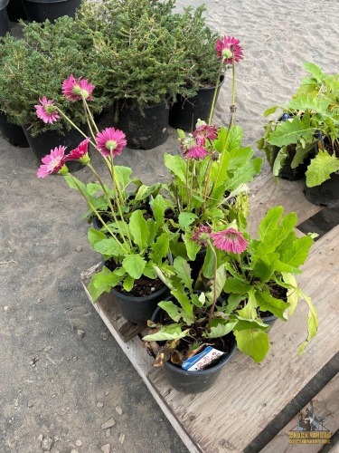 (6) Gerbera Daisy Plants