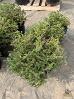 (3) Birds Nest Spruces