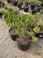 (2) Otto Luyken Laurel Shrubs