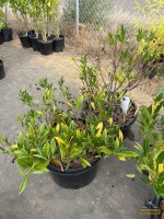 (2) Otto Luyken Laurel Shrubs