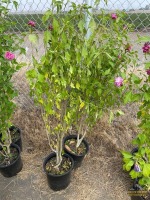 (2) Althea Lucy Trees