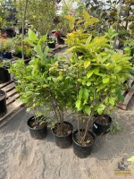 (3) Calycanthus SweetShrubs