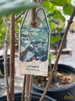 (2) Calycanthus SweetShrubs