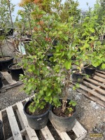 (3) Schizophragma Hydrangea Vines