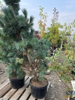 Vanderwolf Pine Tree