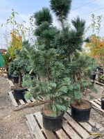 Vanderwolf Pine Tree