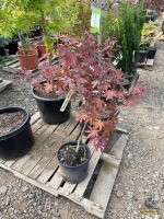 Japanese Maple Tree