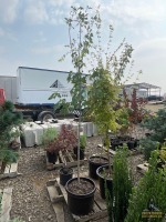 Red Sunset Maple Tree