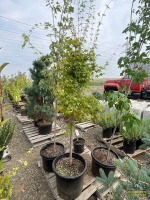 Japanese Maple Tree