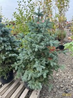 Baby Blue Spruce