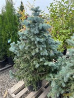 Baby Blue Spruce