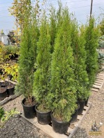 (3) Emerald Green Arborvitae