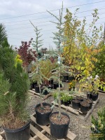 (2) Blue Atlas Cedar Trees