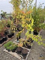 (2) American Hornbeam Trees