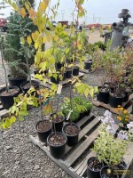 (2) American Hornbeam Trees