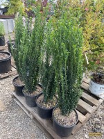 (4) Japanese Holly Sky Pencil Shrubs