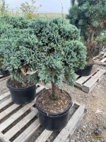 Common Juniper