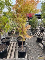 Coral Black Japanese Maple Tree