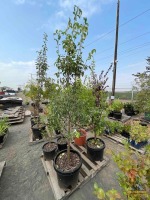 D'Anjou Pear Tree