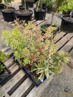 (8) Martins Spurge Foliage Plants