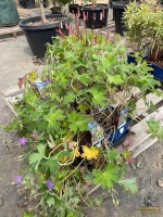 (8) Cranesbill Geraniums