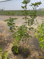 (2) Norway Maple Trees