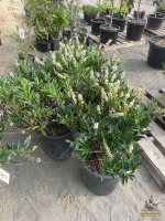 (3) Schipkaensis Cherry Laurels