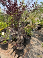 Purple Leaf Sand Cherry Tree