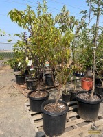 Early Elberta Peach Tree