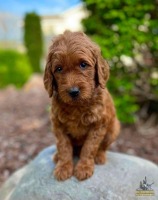 Goldendoodle Puppy and Puppy Care Package