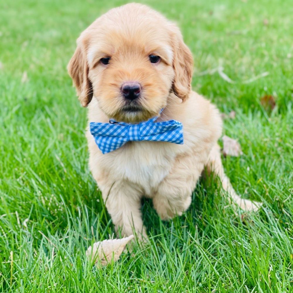 Meet Prince, the Australian Labradoodle Puppy!