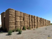 (280) Bean Straw Bales