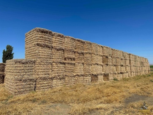 (243) Bean Straw Bales