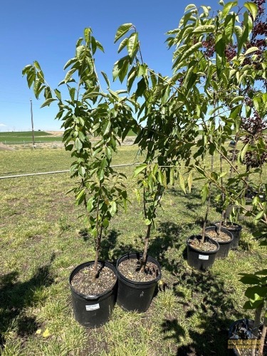 (2) Semi Dwarf Sweet Cherry Trees