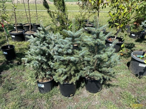 (3) Spruce Trees