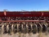 IH 150 60' Grain Drills - 13