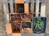 Assorted Spring Tines - 2